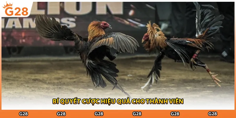 Bí quyết cược hiệu quả cho thành viên