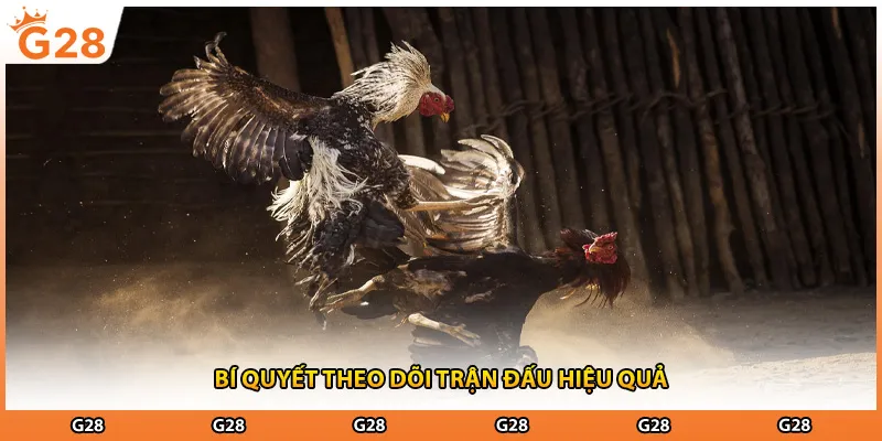 Bí quyết theo dõi trận đấu hiệu quả