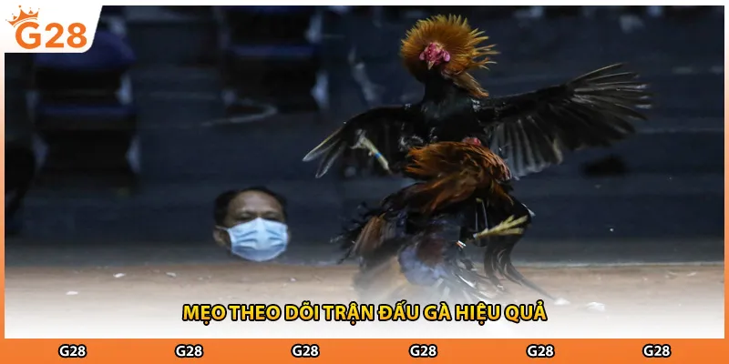 Mẹo theo dõi trận đấu gà hiệu quả