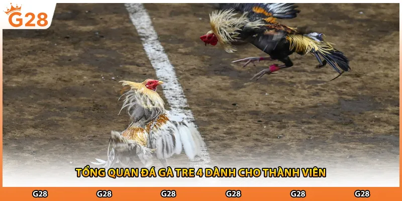 Tổng quan đá gà tre 4 dành cho thành viên